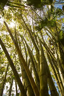Images Dated 30th September 2014: Giant Bamboo, Sir Seewoosagur Ramgoolam Botanical Garden, Pamplemousses, Mauritius