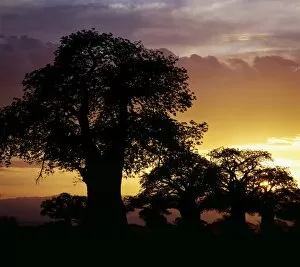 Adansonia Digitata Gallery: Giant baobab trees silhouetted against a sunset