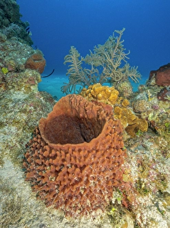 Invertebrate Prints: Giant Barrel Sponge (Xestospongia muta), Grand Cayman, Cayman Islands, British West Indies