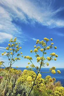 Cirrus Cloud Prints: Giant fennel - Italy, Sicily, Messina, Eolian Islands, Stromboli, south shore