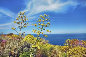 Giant fennel and tree spurge - Italy, Sicily, Messina, Eolian Islands, Stromboli