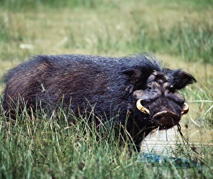 Animal Behaviour Prints: A giant hog