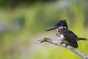 Chobe Prints: Giant Kingfisher (Megaceryle maximus), Chobe National Park, Botswana, Africa