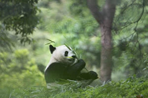 Iucn Gallery: giant panda (Ailuropoda melanoleuca) in a panda base, Chengdu region, Sichuan, China