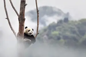 Bear Prints: giant panda cub (Ailuropoda melanoleuca) climbing a tree in a panda base, Chengdu region