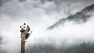 giant panda cub (Ailuropoda melanoleuca) climbing a tree in a panda base, Chengdu region