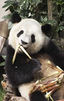 Ailuropoda Melanoleuca Gallery: Giant panda at Giant Panda Breeding Research Base, Chengdu, Sichuan, China