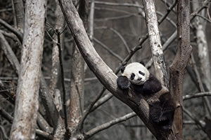 Young Prints: A giant panda in a panda center near Wolong, Sichuan, China