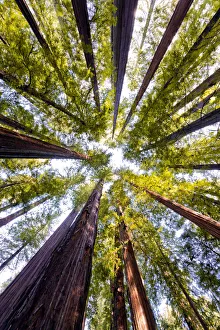 Redwoods Prints: Giant Redwoods, Humboldt State Park, California, USA