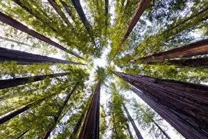 Forests Collection: Giant Redwoods, Humboldt State Park, California, USA