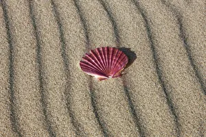 Shell Prints: Giant scallop shell - New Zealand, North Island, Northland, Far North