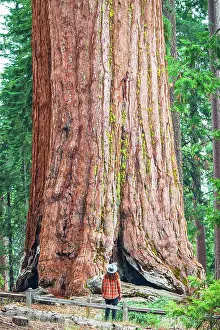 Outodoor Prints: Giant sequoia at Mariposa Groove, Yosemite National Park, California, USA (MR)