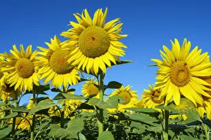 Images Dated 8th July 2014: Giant yellow sunflowers in full bloom, Oraison, Alpes-de-Haute-Provence