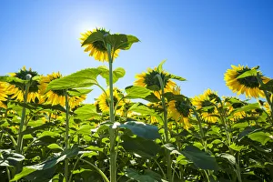 Giant yellow sunflowers in full bloom, Oraison, Alpes-de-Haute-Provence