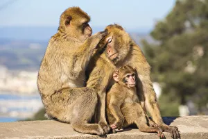 Images Dated 14th January 2019: Gibraltar, Gibraltar rock, Gibraltar Barbary Ape