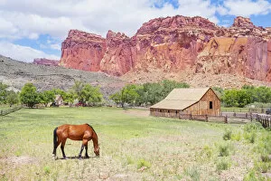 Images Dated 1st June 2020: Gifford Farmhouse, Capitol Reef National Park, Utah, USA