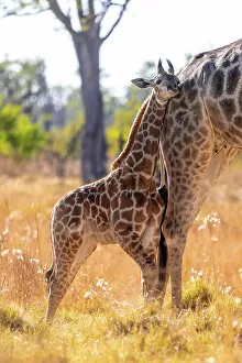 Images Dated 11th July 2022: Giraffe baby, Okavango Delta, Botswana