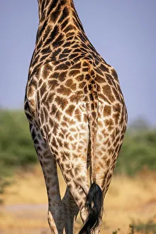 Giraffe Prints: Giraffe backside patterns, Okavango Delta, Botswana