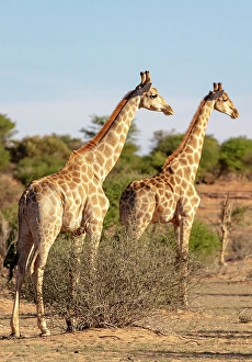 Namibia Prints: Giraffe, Bagatelle Kalahari Game Ranch, Mariental, Namibia