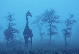 Giraffe Prints: Giraffe in blue dawn mist, Zimanga Private Game Reserve, Natal, South Africa
