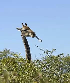 Animal Behaviour Collection: A Giraffe with a bone in its mouth on the edge of the Etosha Pan