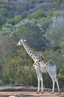 Giraffa Prints: Giraffe, Botlierskop Private Game Reserve, Western Cape, South Africa