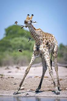 Giraffe Prints: Giraffe drinking, Okavango Delta, Botswana