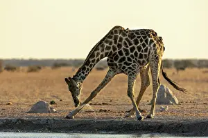 Drinking Prints: Giraffe Drinking at a waterhole, Nxai Pan National Park, Botswana