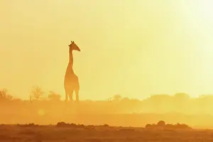 Dust Prints: Giraffe in a dusty golden sunset at a waterhole, Nxai Pan National Park, Botswana