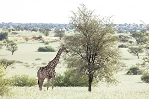 Mariental Prints: Giraffe eating from a tree, Bagatelle Kalahari Game Ranch, Mariental, Namibia