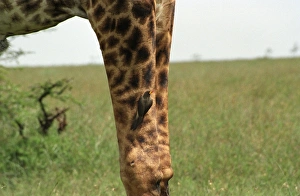 Coat Prints: Giraffe (Giraffa camelopardalis)