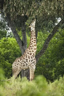 Single Gallery: Giraffe (Giraffa camelopardalis) feeding, Moremi, Botswana, Africa