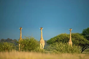 Images Dated 13th April 2023: Giraffe Herd, Kalahari Desert, Botswana