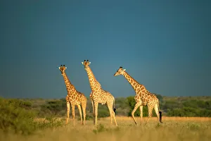 Images Dated 13th April 2023: Giraffe Herd, Kalahari Desert, Botswana
