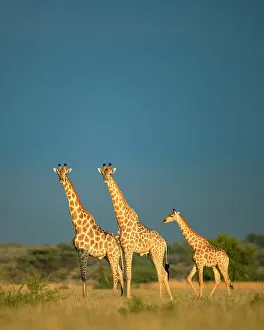 Images Dated 13th April 2023: Giraffe Herd, Kalahari Desert, Botswana