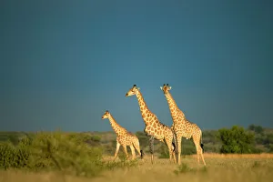 Images Dated 13th April 2023: Giraffe Herd, Kalahari Desert, Botswana