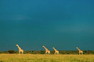 Images Dated 13th April 2023: Giraffe Herd, Kalahari Desert, Botswana