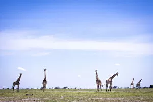 Images Dated 26th March 2021: Giraffe herd, Nxai Pan National Park, Botswana