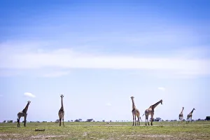 Nxai Pan Prints: Giraffe herd, Nxai Pan National Park, Botswana