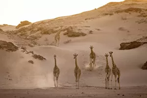 Images Dated 29th June 2022: Giraffe herd, Skeleton Coast National Park, Namibia