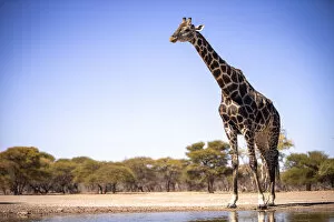 Botswana Collection: Giraffe, Kalahari Desert, Botswana