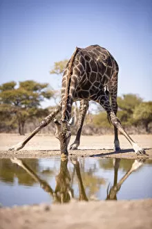Images Dated 16th September 2020: Giraffe, Kalahari Desert, Botswana