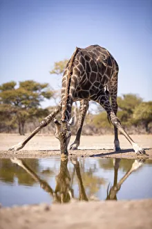 Giraffe, Kalahari Desert, Botswana