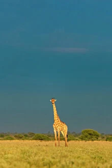 Images Dated 13th April 2023: Giraffe, Kalahari Desert, Botswana