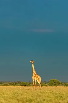 Images Dated 13th April 2023: Giraffe, Kalahari Desert, Botswana