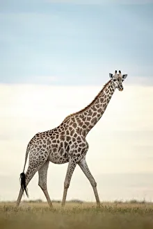 Kalahari Prints: Giraffe, Makgadikgadi Salt Pans, Botswana