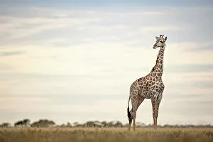 Kalahari Prints: Giraffe, Makgadikgadi Salt Pans, Botswana