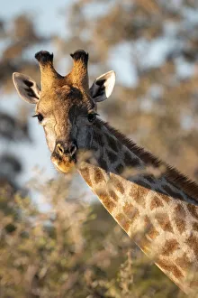Images Dated 17th June 2021: Giraffe, Moremi Game Reserve, Okavango Delta, Botswana