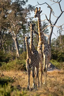 Images Dated 17th June 2021: Giraffe, Moremi Game Reserve, Okavango Delta, Botswana
