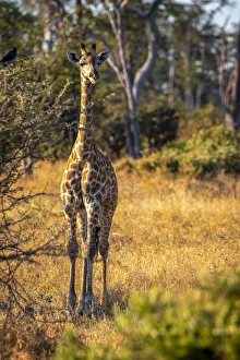Images Dated 17th June 2021: Giraffe, Moremi Game Reserve, Okavango Delta, Botswana